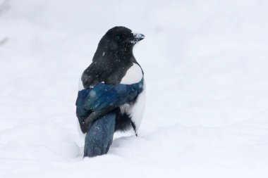 Avrasya Saksağanı veya Yaygın Saksağan (Pica pica) kışın yoğun kar altında karın üzerinde duruyor.