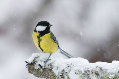 Great tit (Parus major) sitting on a branch in sowfall in winter.
