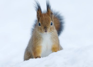 Kızıl sincap (Sciurus vulgaris) kışın karda oturup yiyecek arar..