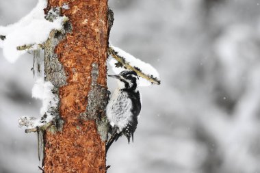 Avrasyalı üç parmaklı ağaçkakan (Picoides tridactylus) kışın karın altında beslenen dişi.