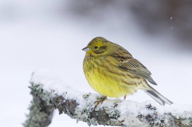 Sarı Çekiç (Emberiza citrinella) kışın karlı bir dalda oturur..