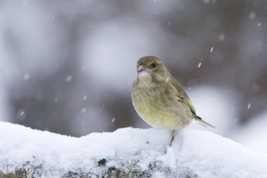 Avrupa yeşil ispinozu (Chloris chloris) kışın karlı bir dalda oturur.