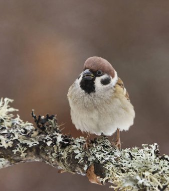 Avrasya ağaç serçesi (Passer montanus) kışın bir dalda oturur.