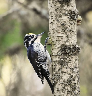 Üç parmaklı Avrasyalı ağaçkakan (Picoides tridactylus) erkek, baharda çürük huş ağacında.