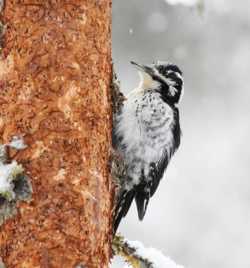 Avrasya 'nın üç parmaklı ağaçkakanı (Picoides tridactylus) kışın kar altında ormanda dişidir..