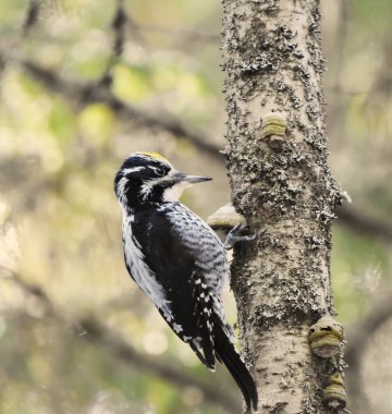 Avrasyalı üç parmaklı ağaçkakan (Picoides tridactylus) erkek bahar aylarında yiyecek arıyor.