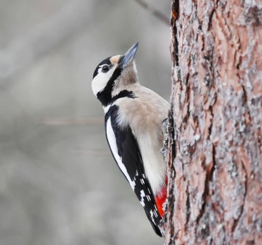 Büyük benekli ağaçkakan (Dendrocopos major) kışın yiyecek arıyor.