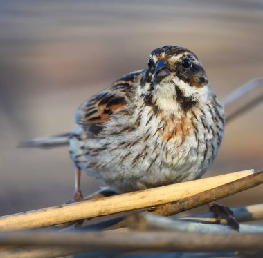 Yaygın sazlık kiraz kuşu (emberiza schoeniclus) dişi kapanış baharda sazlıklarda yiyecek arıyor.