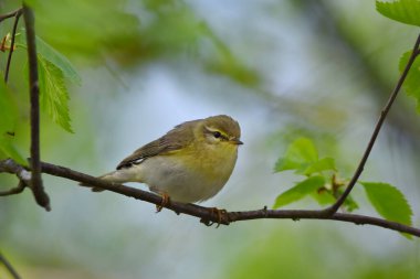 Söğüt bülbülü (Phylloscopus trochilus) baharda ormandaki bir dalda oturur..