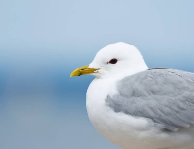 Yazın genel martı (Larus canus) kapanışı.