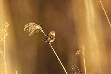 Yaygın beyaz boğaz ya da daha büyük beyaz boğaz (Curruca Communis) baharda bir sazlıkta oturuyor.