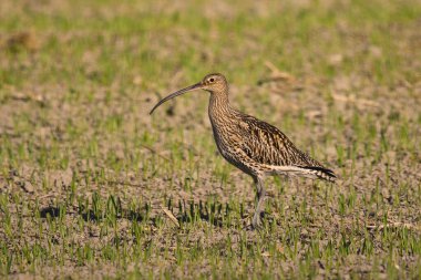 Avrasya kıvrımı (Numenius arquata) baharda tarlada.