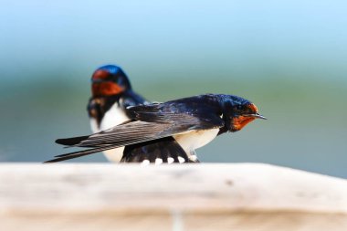 Ahır kırlangıcı (Hirundo rustica) yazın kuyruğunu uzatıyor.