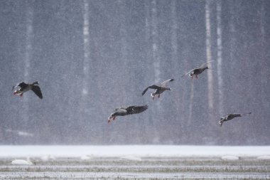 Daha büyük beyaz önlü kaz (anser albifrons) grubu ilkbaharın başlarında kar fırtınasında uçuyor.