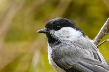 Willow tit (Poecile montanus) closeup.