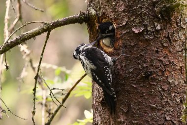 Avrasyalı üç parmaklı ağaçkakan (Picoides tridactylus) yazın yuvada beslenen civciv.