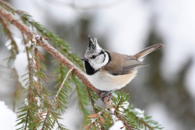 European crested tit (Lophophanes cristatus) sitting on a snowy spruce branch in winter.