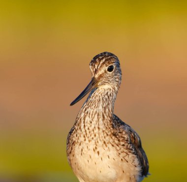 Yazın sulak alanlarda yaygın olarak görülen yeşillik (tringa nebularia) yakınlaşması.