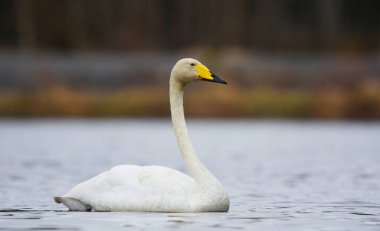 İlkbaharda gölde yüzen mavi gözlü Kuğu (Cygnus cygnus)..