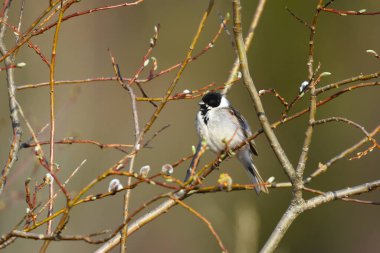 Yaygın sazlık kiraz kuşu (emberiza schoeniclus) erkek baharda bir dala tünedi.
