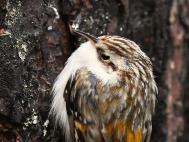 Avrasya Ağaç Bekçisi (Certhia tanıdık) yakın plan.