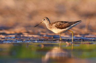 Yazın sulak alanlarda yaygın (tringa nebularia) yürüyüş.