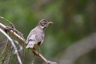 Kırmızıkanat (Turdus iliacus), yazın gaga dolusu böcekle dala tünedi..