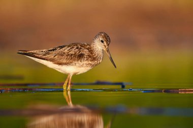 Yazın sulak alanlarda yiyecek arayan yaygın yeşillik (tringa nebularia).
