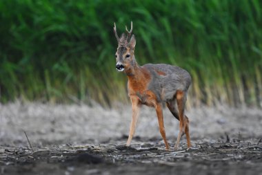 Roe geyiği (Capreolus capreolus) yazın sulak alanlarda yürüyen erkek..