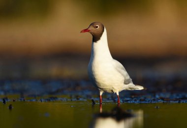 Siyah başlı martı (Chroicocephalus ridibundus) ilkbaharda bataklıklarda.
