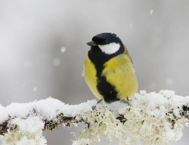 Great tit (Parus major) sitting on a snowy branch in sowfall in winter.