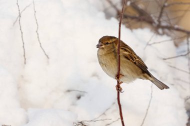 Kışın karlı çalılıklarda ev serçesi (Passer domesticus) dişi.