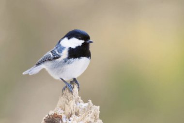 Coal tit (Periparus ater) in the forest in winter.
