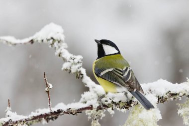 Great tit (Parus major) sitting on a snowy branch in sowfall in winter.
