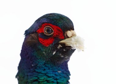 Yaygın sülün (Phasianus colchicus) erkek kışın arka planda karla yakın çekim.