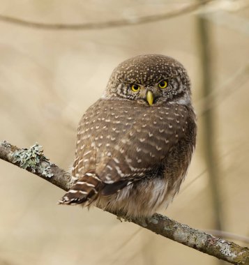 Avrasya pigme baykuşu (Glaucidium passerinum) ormana bakıyor.