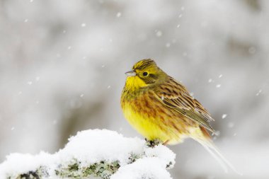 Sarı Çekiç (Emberiza citrinella) kışın kar altında bir dalda oturuyor.