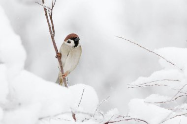 Avrasya ağaç serçesi (Passer montanus) kışın karlı çalılarda bir dalda oturur..