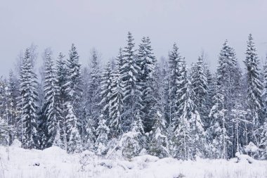 Kışın yoğun kar yağışından sonra Finlandiya 'da kar ormanları.