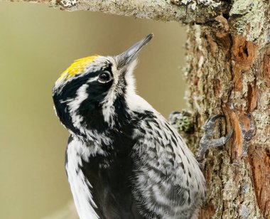 Avrasya 'nın üç parmaklı ağaçkakanı (Picoides tridactylus) erkek, ilkbaharda ormanda yiyecek aramak için yaklaşır.