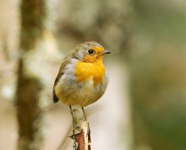 Avrupa bülbülü (erithacus rubecula) sonbaharda ormanda bir dalda oturur.