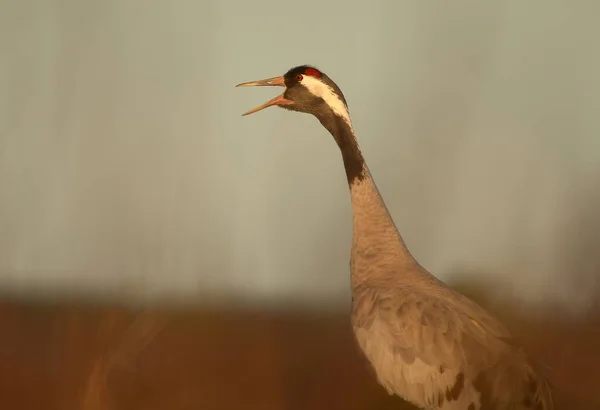Common Crane Grus Grus Yelling Close Beautiful Early Morning Light — Stock Photo, Image