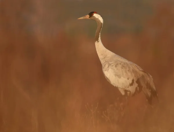 Common Crane Grus Grus Beautiful Early Morning Light — Stock Photo, Image