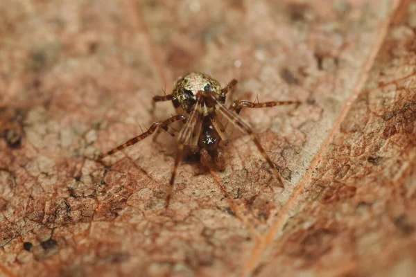 葉の上に一般的な家のクモやアメリカの家のクモであるParasteatoda Tepdiariorum — ストック写真