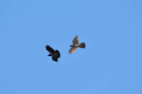 Northern Goshawk Accipiter Gentilis Juvenile Flying Sky Hooded Crow Harassing — Stock Photo, Image