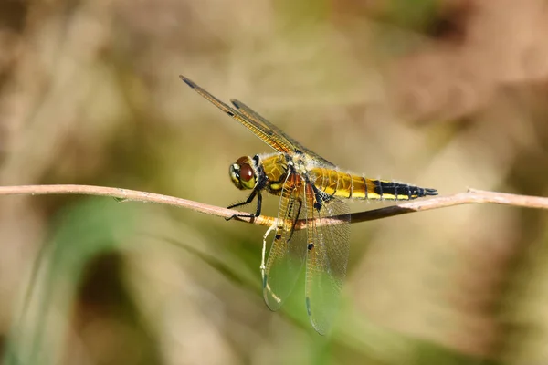 Four Spotted Chaser Four Spotted Skimmer Libellula Quadrimaculata Resting Stick — Stock Photo, Image
