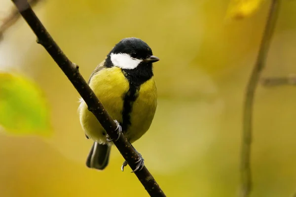 Great Tit Parus Major Sitting Branch Forest Fall — 图库照片