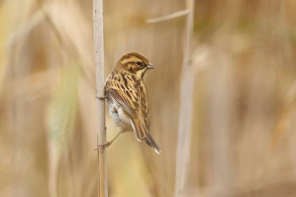 Common Reed Bunting Emberiza Schoeniclus Reeds Fall — Stock Photo, Image