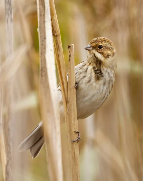 Common Reed Bunting Emberiza Schoeniclus Reeds Fall — Stock Photo, Image