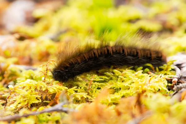 Macrothylacia Rubi Fox Moth Caterpillar Crawling Moss Fall — Stock Photo, Image